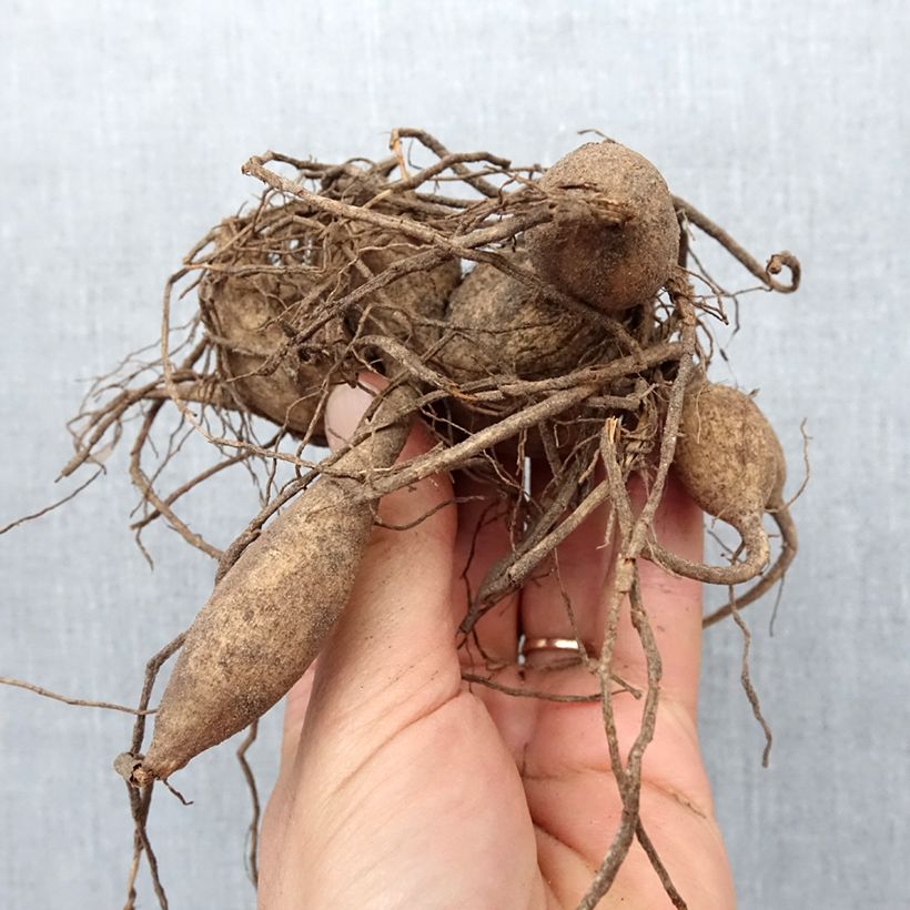 Dahlia Sam Hopkins Bulb size I sample as delivered in spring
