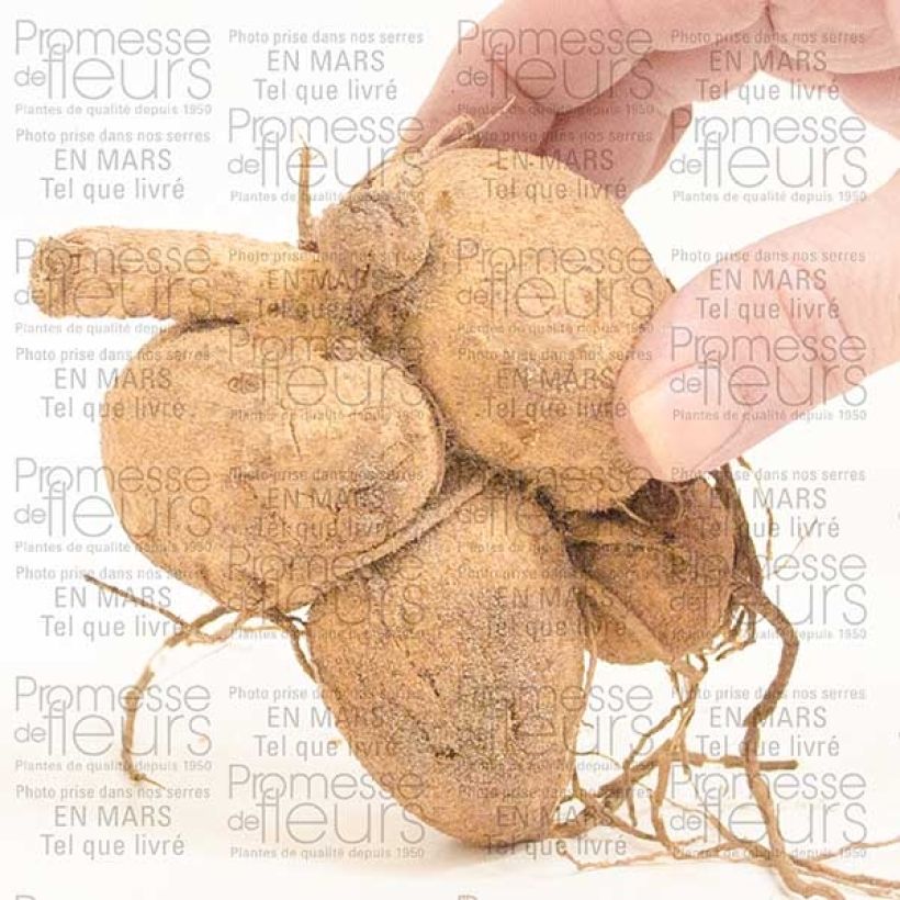 Example of Dahlia Giraffe Bulb specimen as delivered