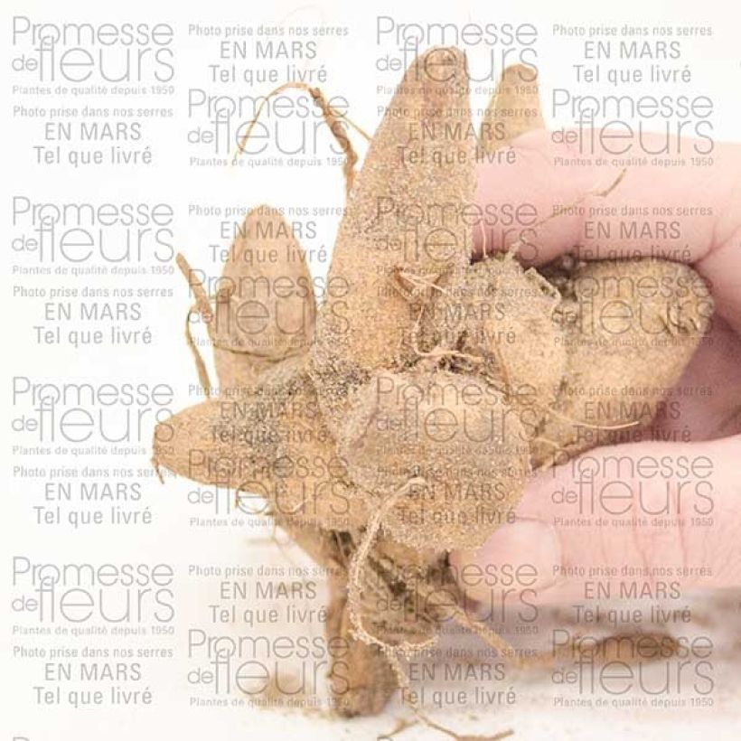 Example of Dahlia Honey Bulb size I specimen as delivered