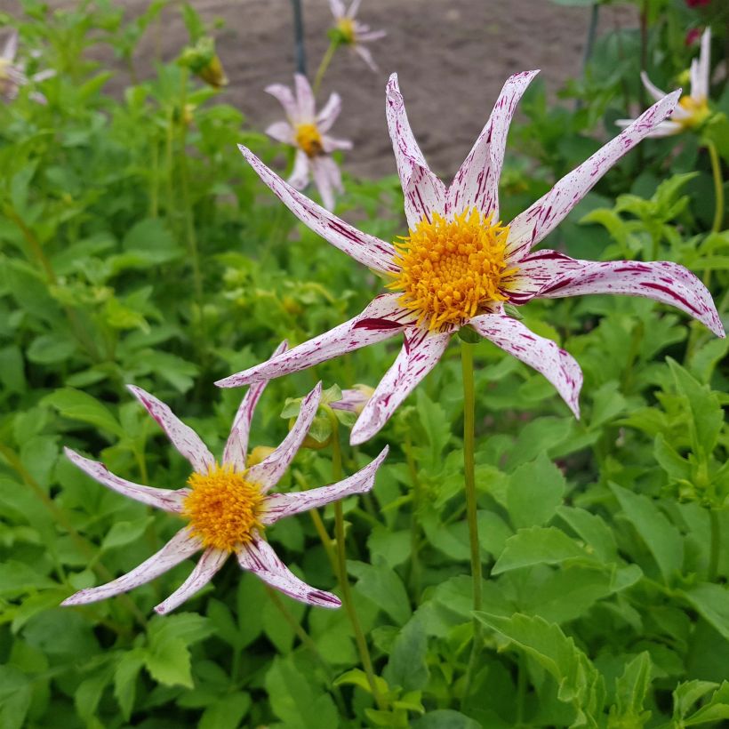 Dahlia Destiny's Teacher (Flowering)