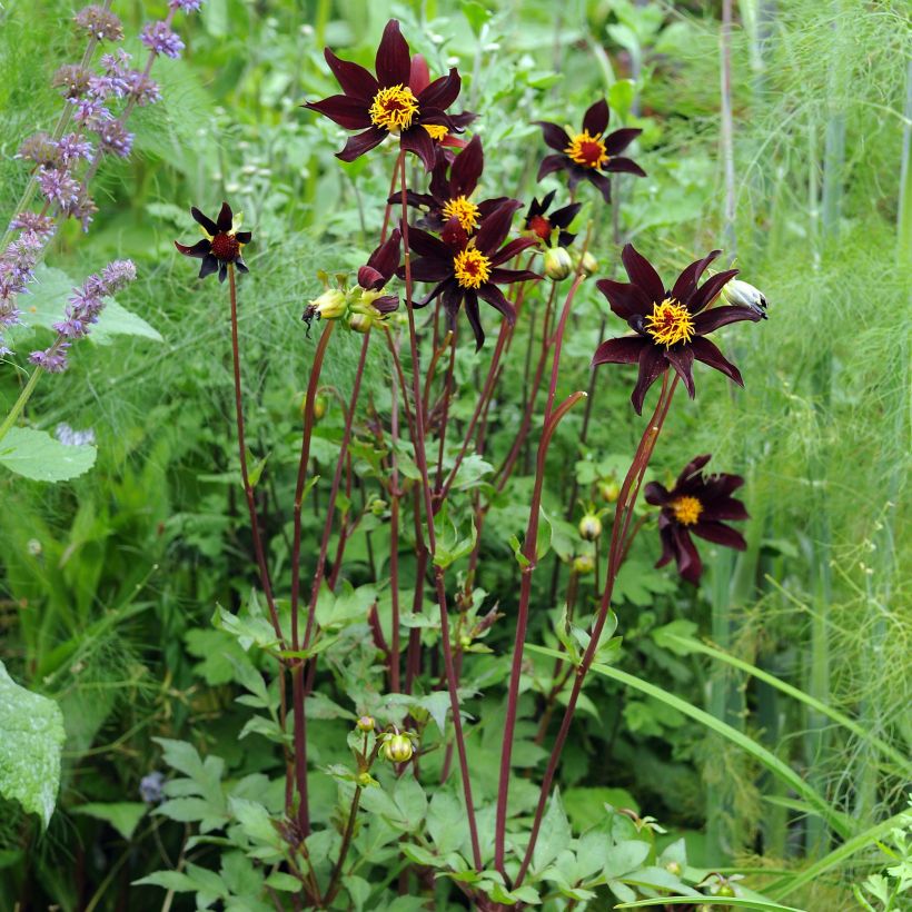 Dahlia Verrones Obsidian (Plant habit)