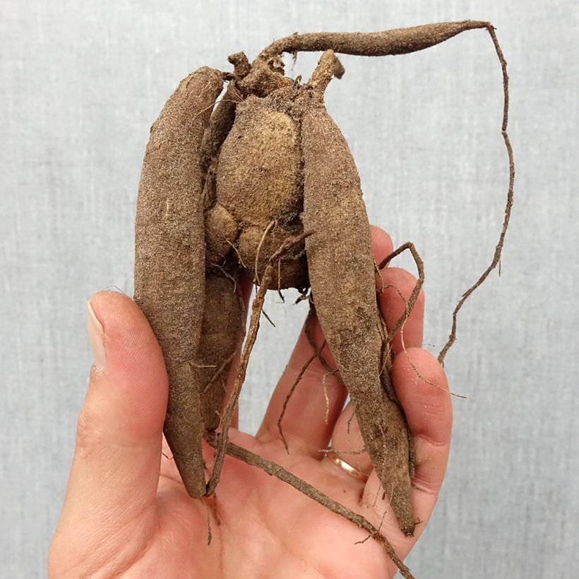 Dahlia Babette Bulb size I sample as delivered in spring