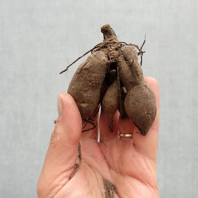 Dahlia La Gioconda Bulb size I sample as delivered in spring