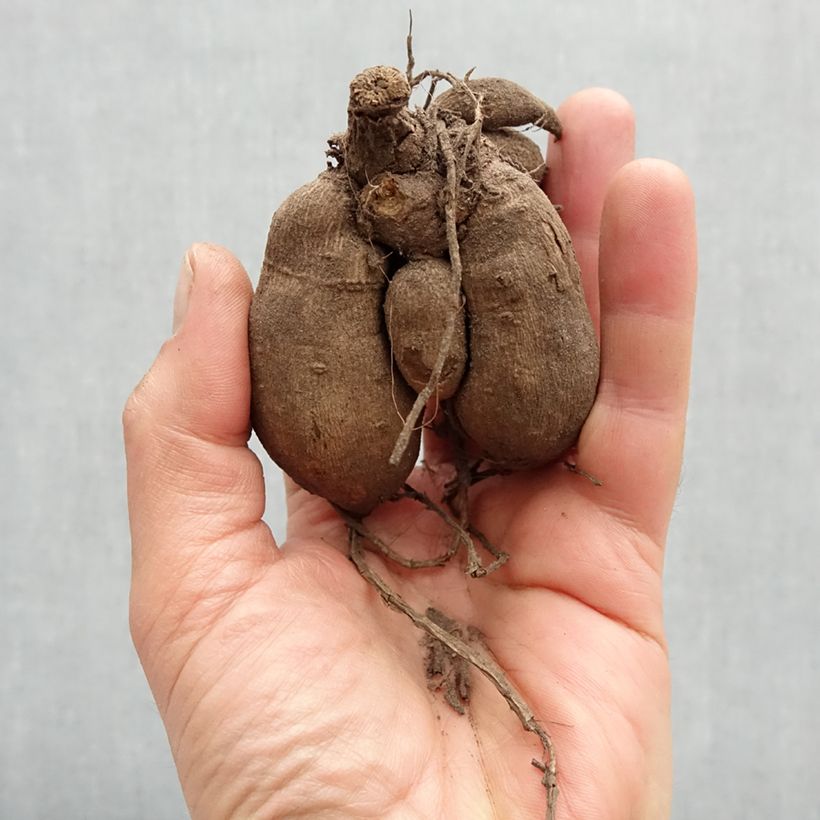 Dahlia Dahlegria Bicolore Bulb size I sample as delivered in spring