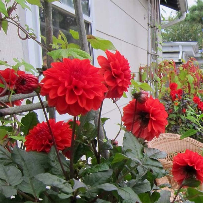 Dahlia Ellen Houston (Flowering)