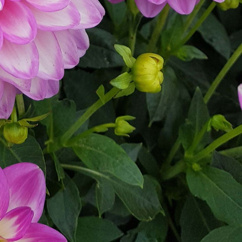 Dahlia Melody Dixie (Foliage)