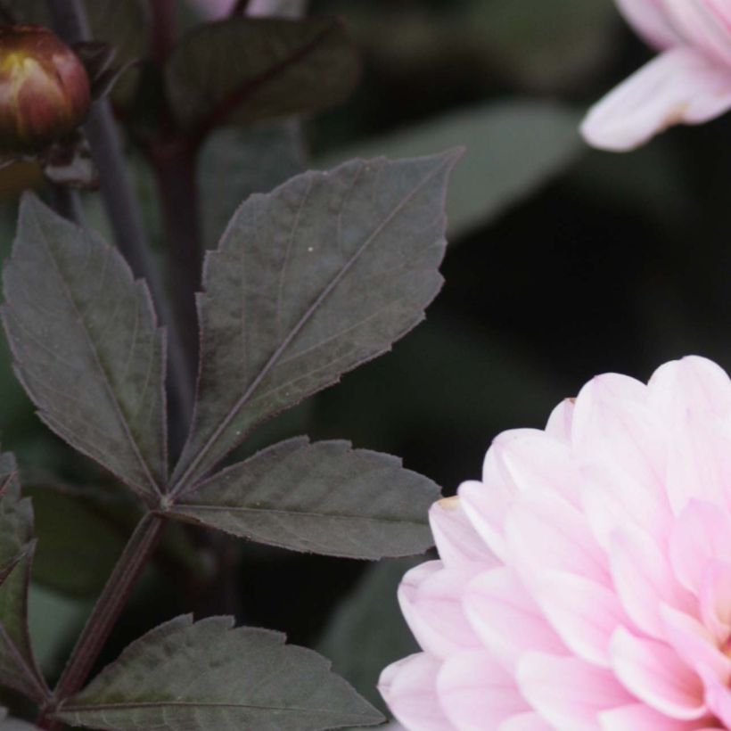 Dahlia Melody Harmony (Foliage)