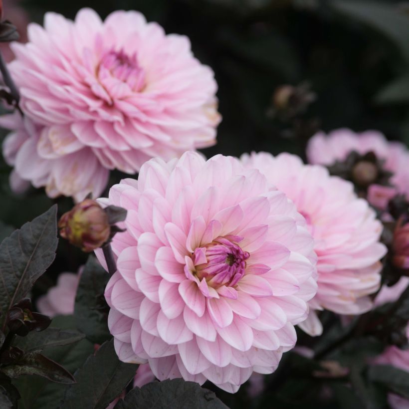 Dahlia Melody Harmony (Flowering)