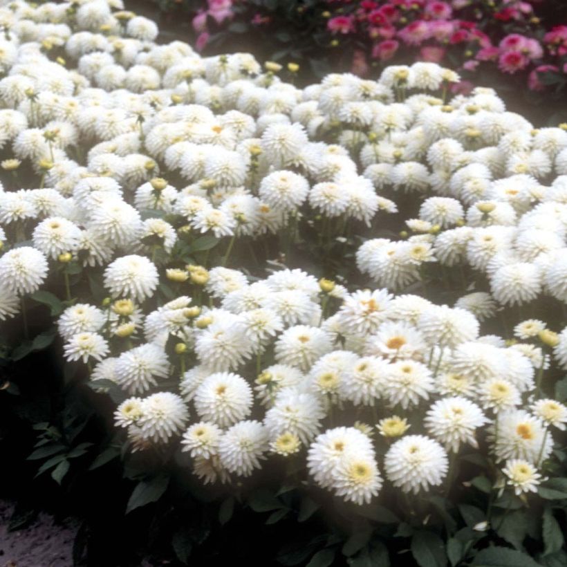 Dahlia Polar Glow (Flowering)