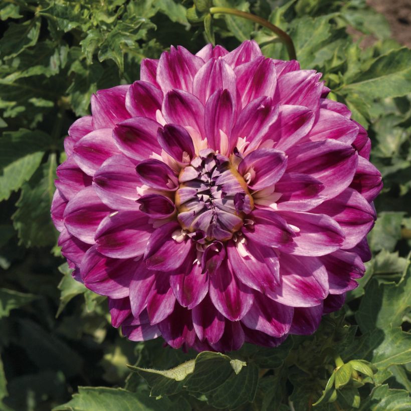 Dahlia Optic Illusion (Flowering)