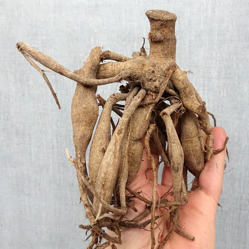 Dahlia Bishop of York Bulb size I sample as delivered in spring