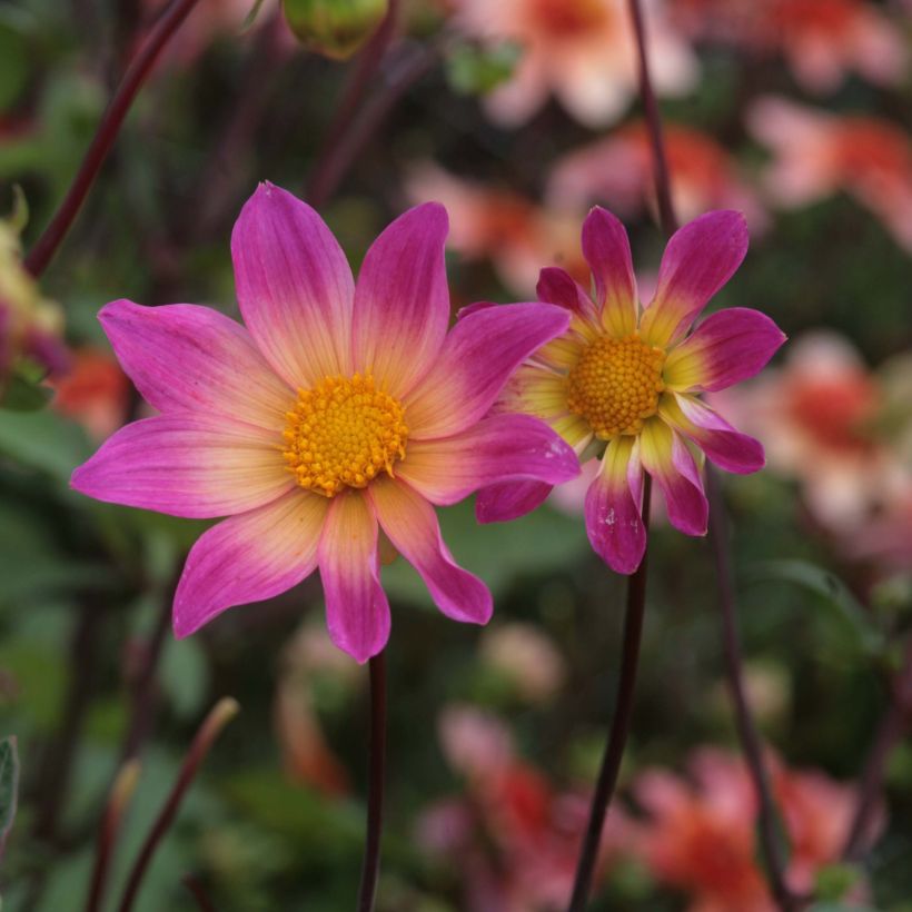 Dahlia Bright Eyes (Flowering)