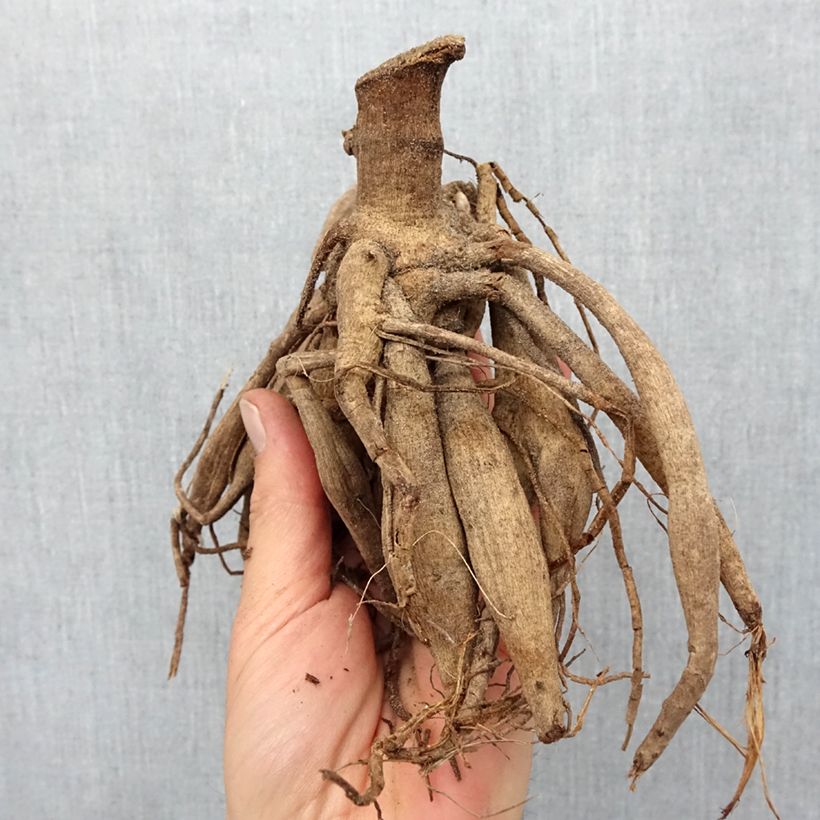 Dahlia Darkarin Bulb size I sample as delivered in spring