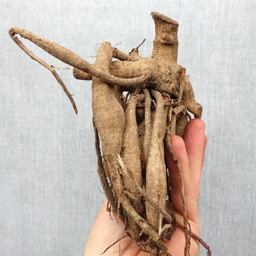 Dahlia Excentrique Bulb size I sample as delivered in spring