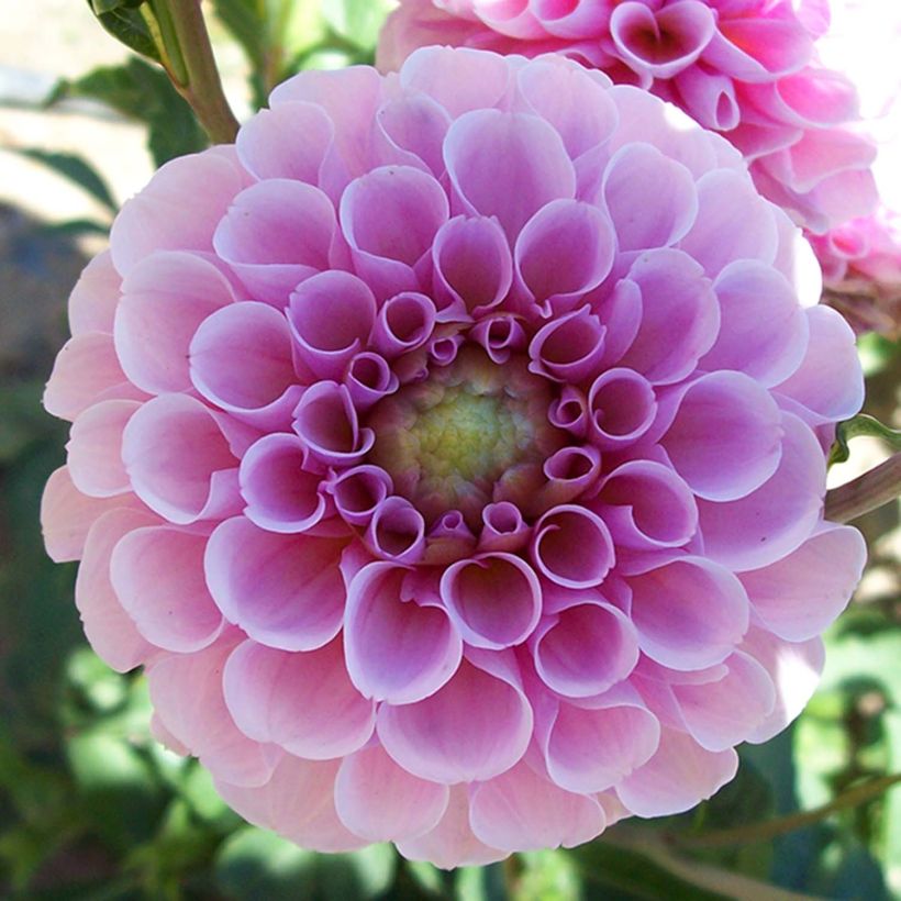 Dahlia Stolze von Berlin (Flowering)