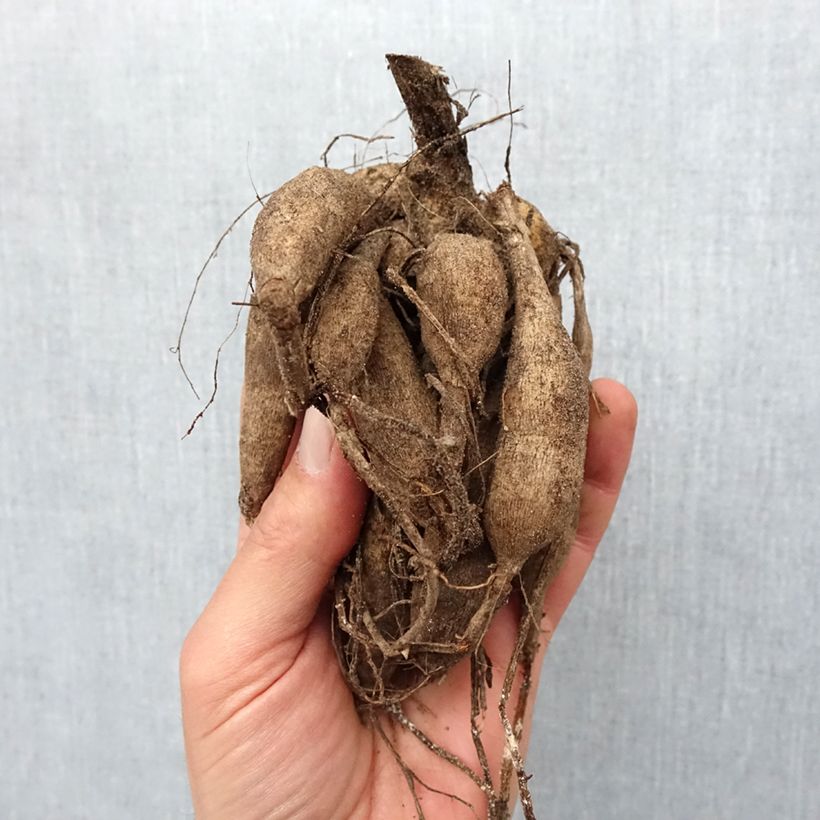 Dahlia Zundert Mystery Fox Bulb size I sample as delivered in spring