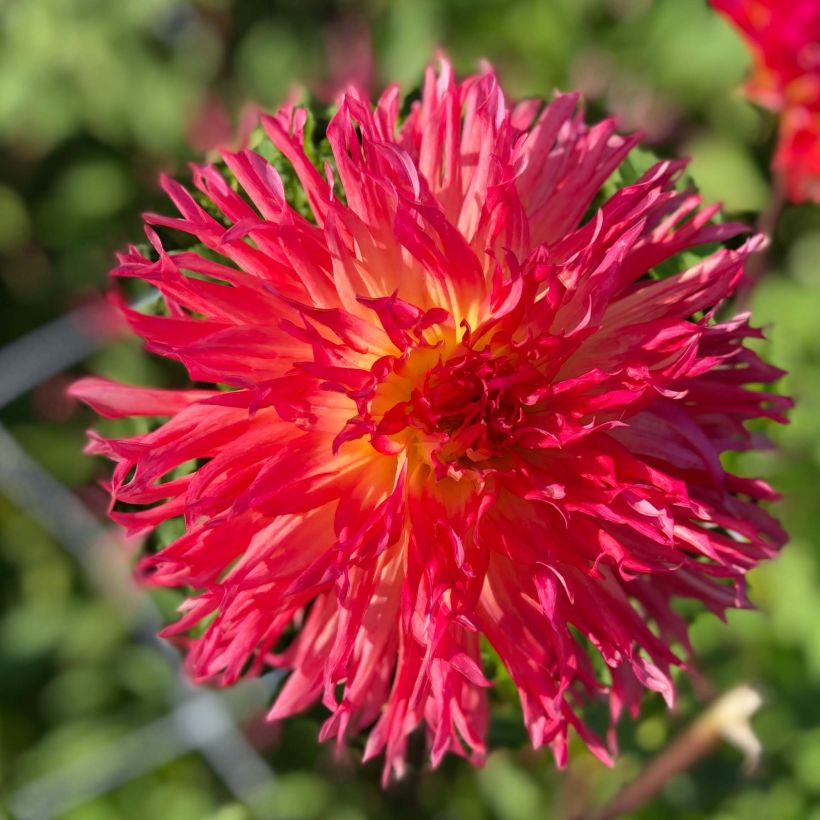 Dahlia Pinelands Pam (Flowering)