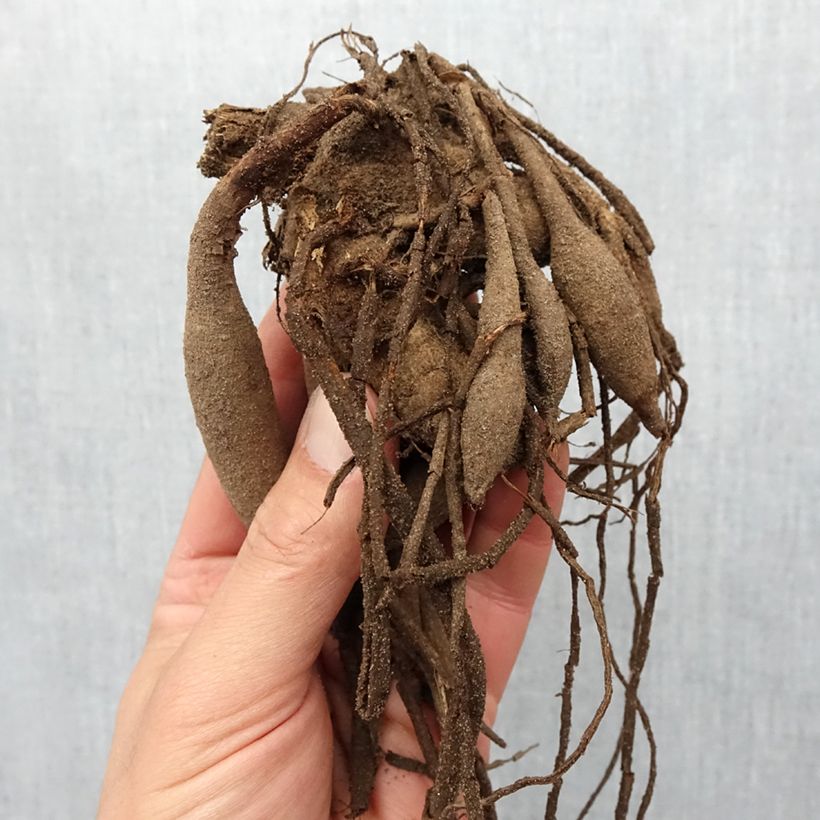 Dahlia Pinelands Pam Bulb size I sample as delivered in spring