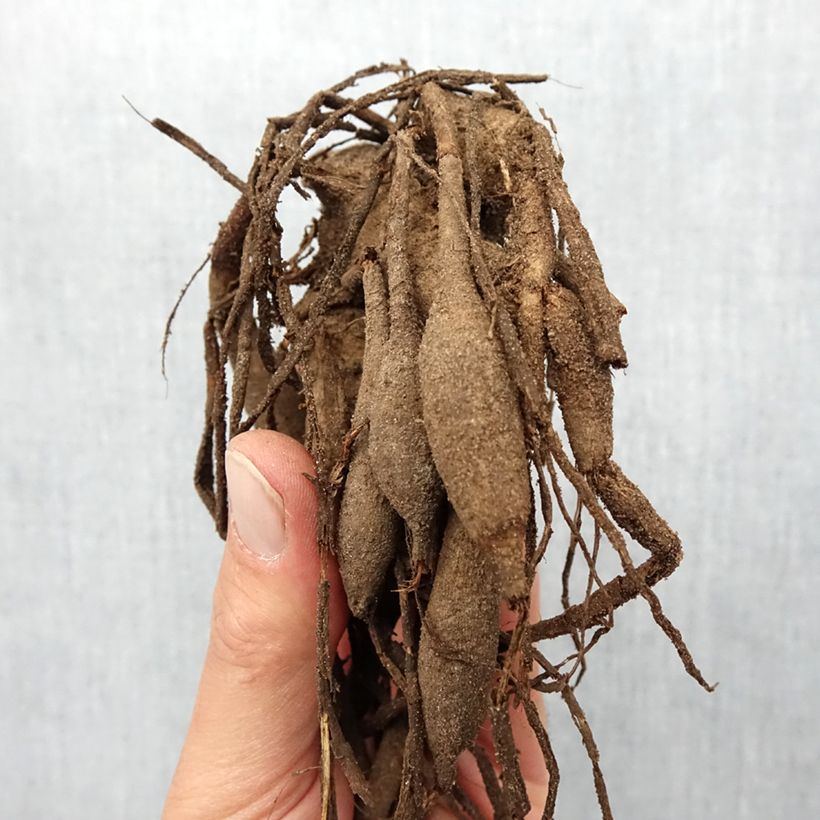 Dahlia Isadora Bulb size I sample as delivered in spring