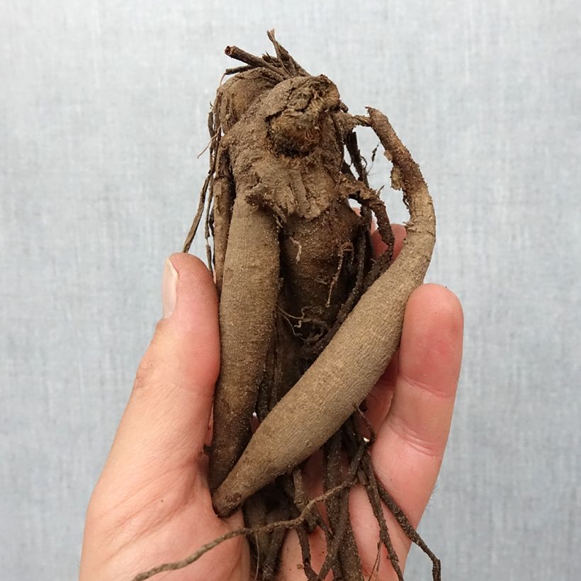 Dahlia Vulcan Bulb size I sample as delivered in spring