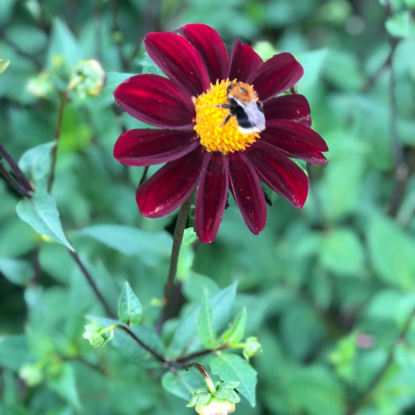 Dahlia Still Going Strong (Flowering)