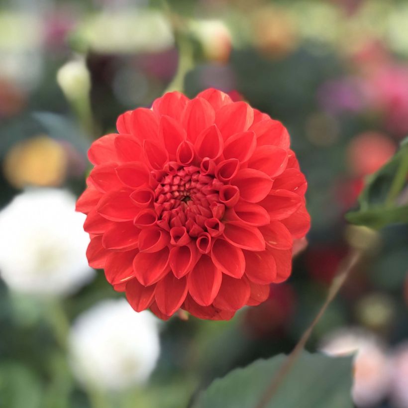 Dahlia Symphony (Flowering)