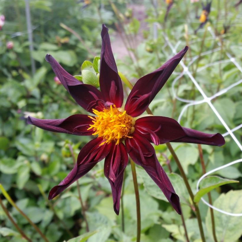 Dahlia Verrones Obsidian (Flowering)