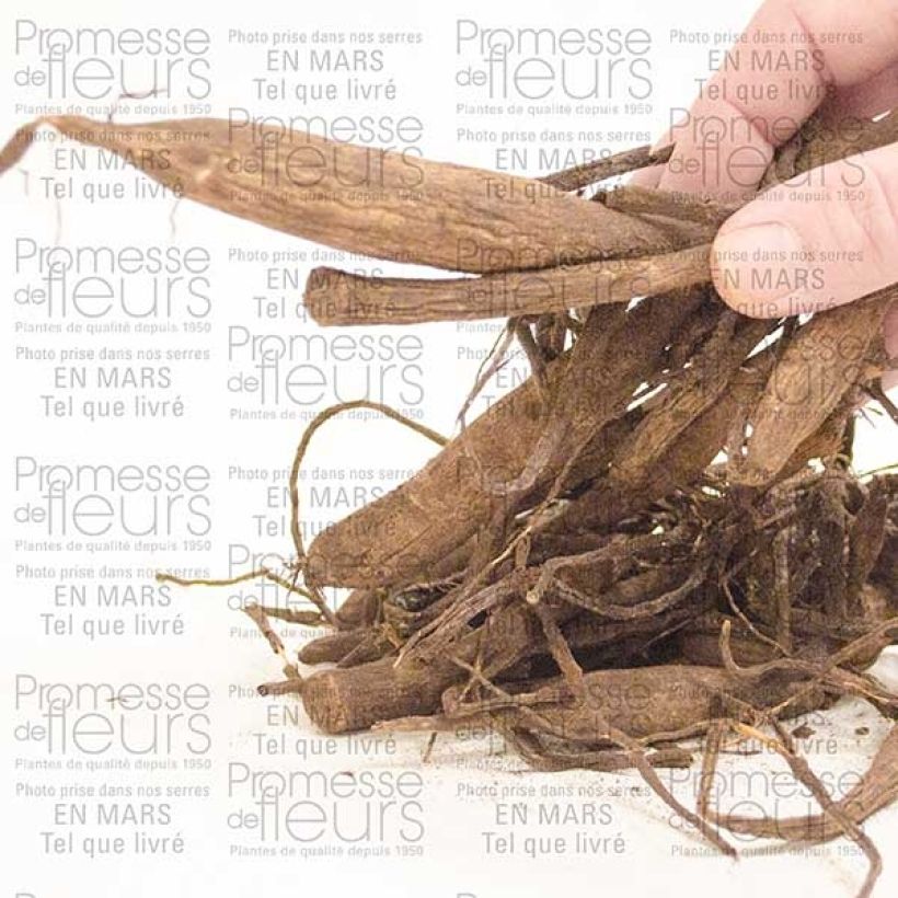 Example of Dahlia Wizard Of Oz Bulb size I specimen as delivered