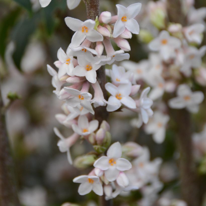 Daphne bholua (Flowering)