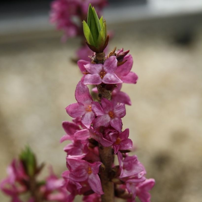 Daphne mezereum var. rubra (Flowering)
