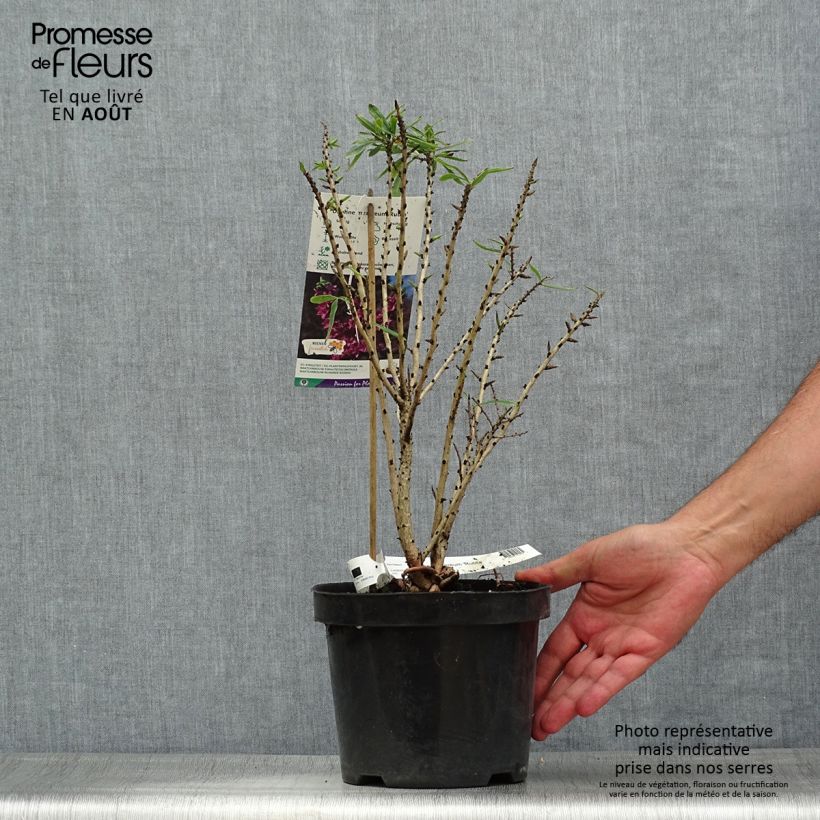 Daphne mezereum var. rubra 3L/4L pot sample as delivered in summer
