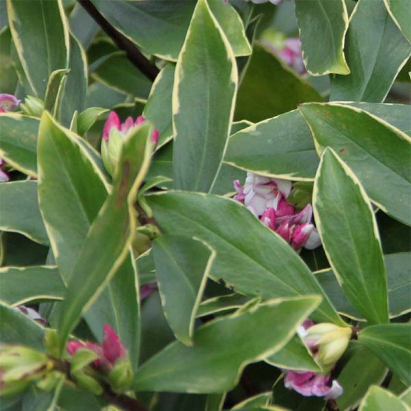 Daphne odora Aureomarginata (Foliage)