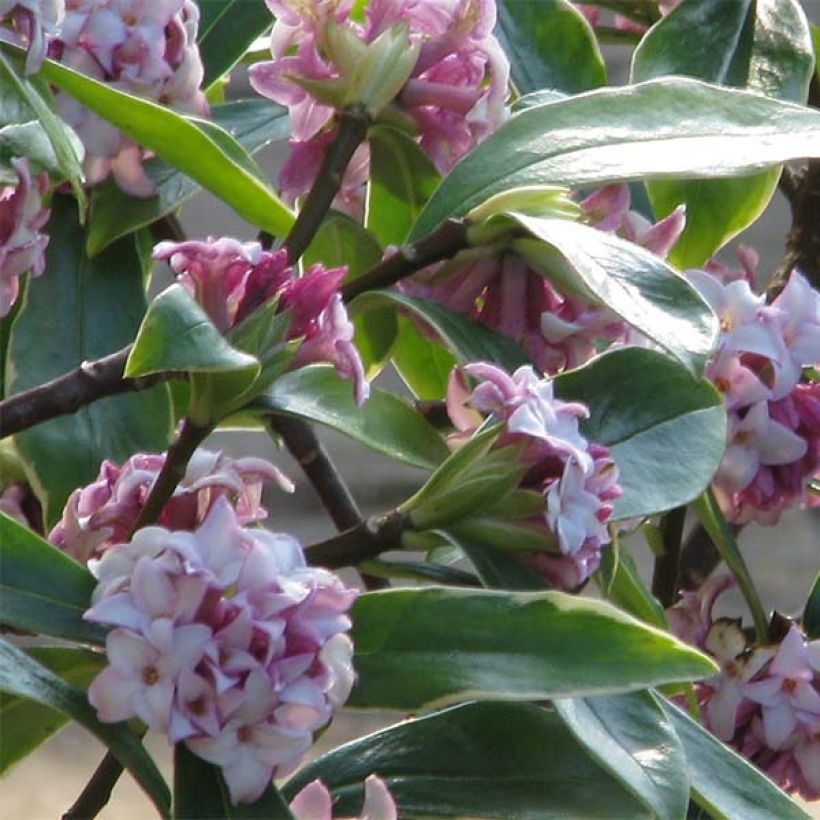 Daphne odora Aureomarginata (Flowering)