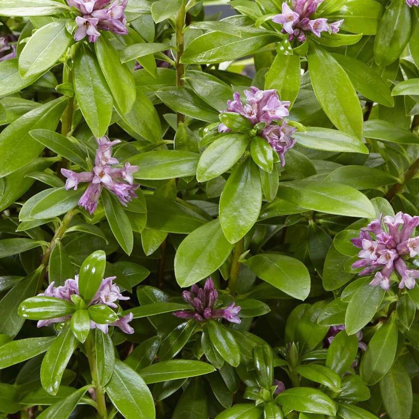Daphne odora Sweet Amethyst (Foliage)