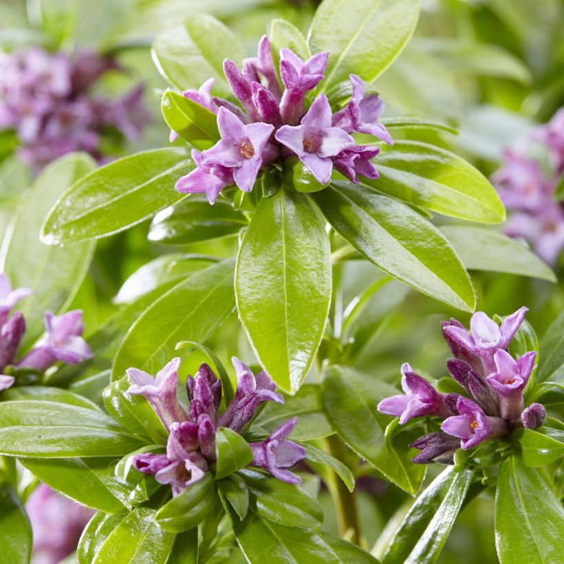 Daphne odora Sweet Amethyst (Flowering)