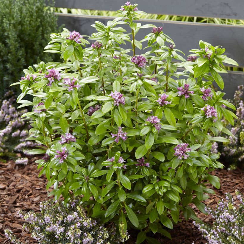 Daphne odora Sweet Amethyst (Plant habit)