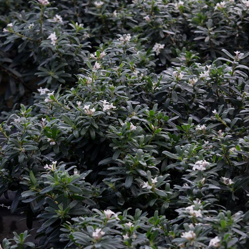 Daphne transatlantica Eternal Fragrance Blafra (Foliage)