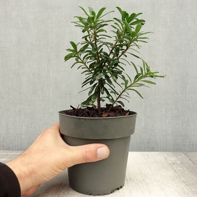 Daphne transatlantica Eternal Fragrance Blafra 1L/1.5L pot sample as delivered in autumn