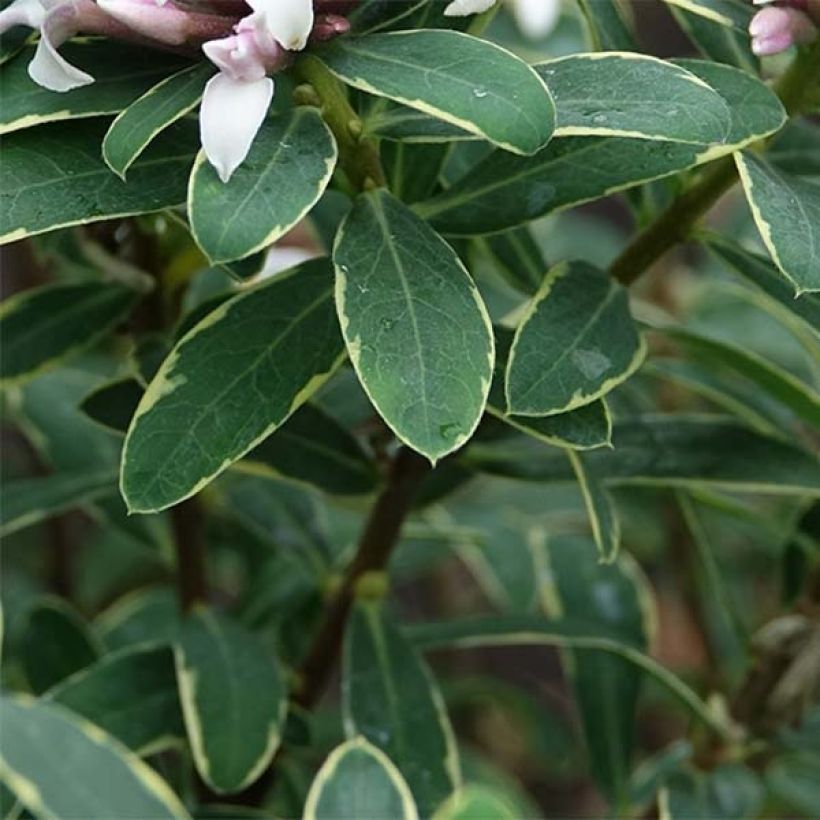 Daphne transatlantica Summer Ice (Foliage)