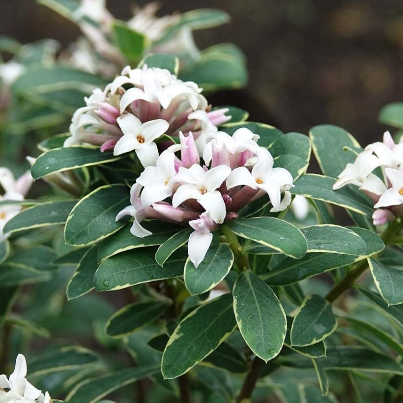 Daphne transatlantica Summer Ice (Flowering)