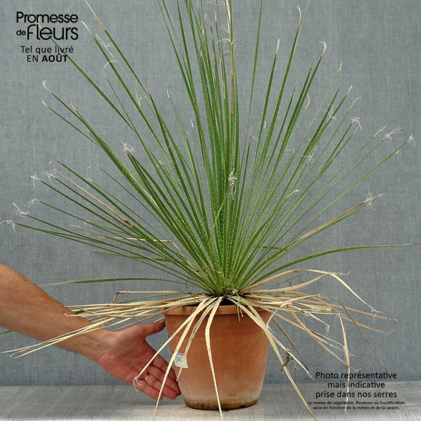 Dasylirion glaucophyllum - Sotol 7.5L/10L pot sample as delivered in summer