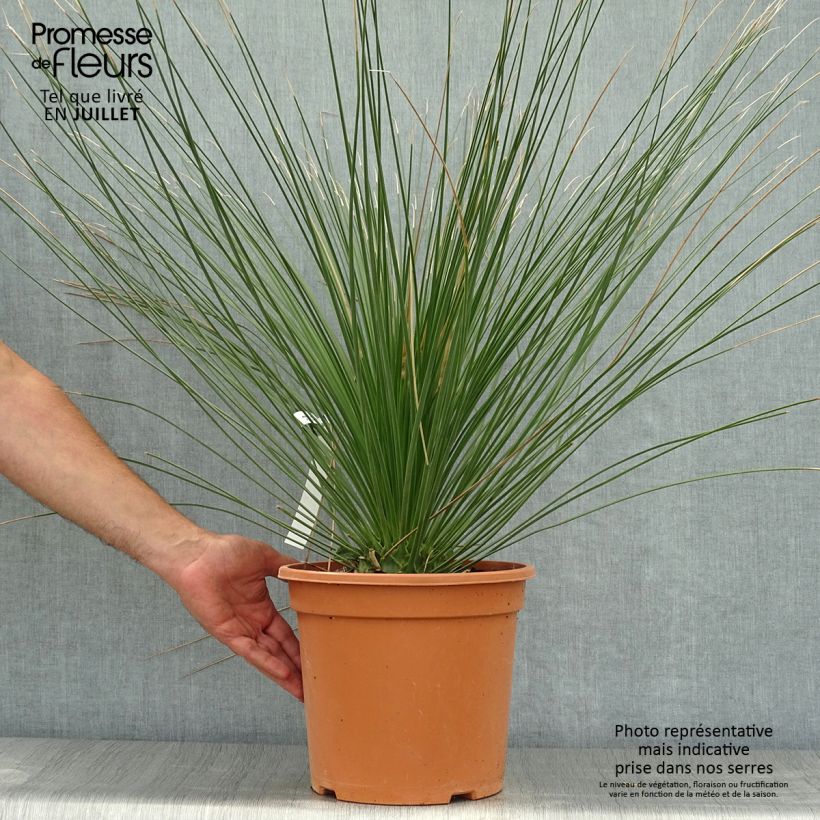 Dasylirion longissimum - Sotol 7.5L/10L pot sample as delivered in summer