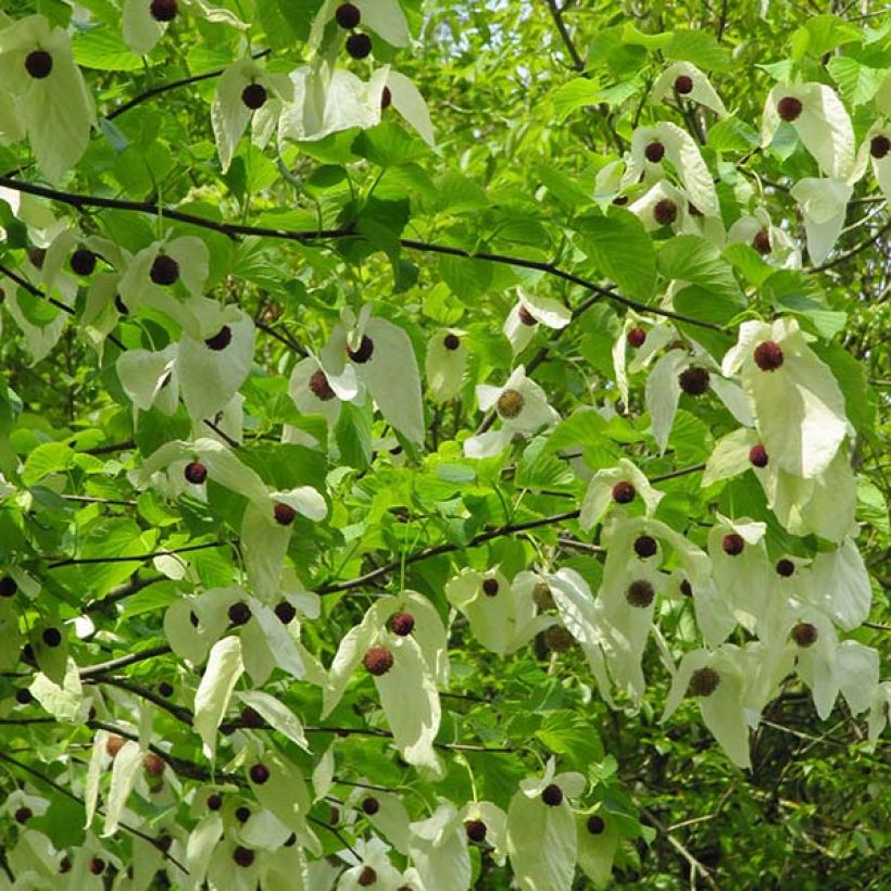 Davidia involucrata var. vilmoriniana - Dove Tree (Flowering)