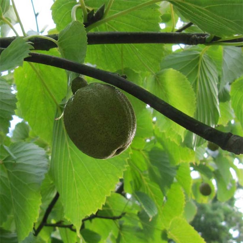 Davidia involucrata var. vilmoriniana - Dove Tree (Harvest)