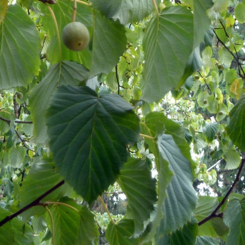 Davidia involucrata - Dove Tree (Foliage)