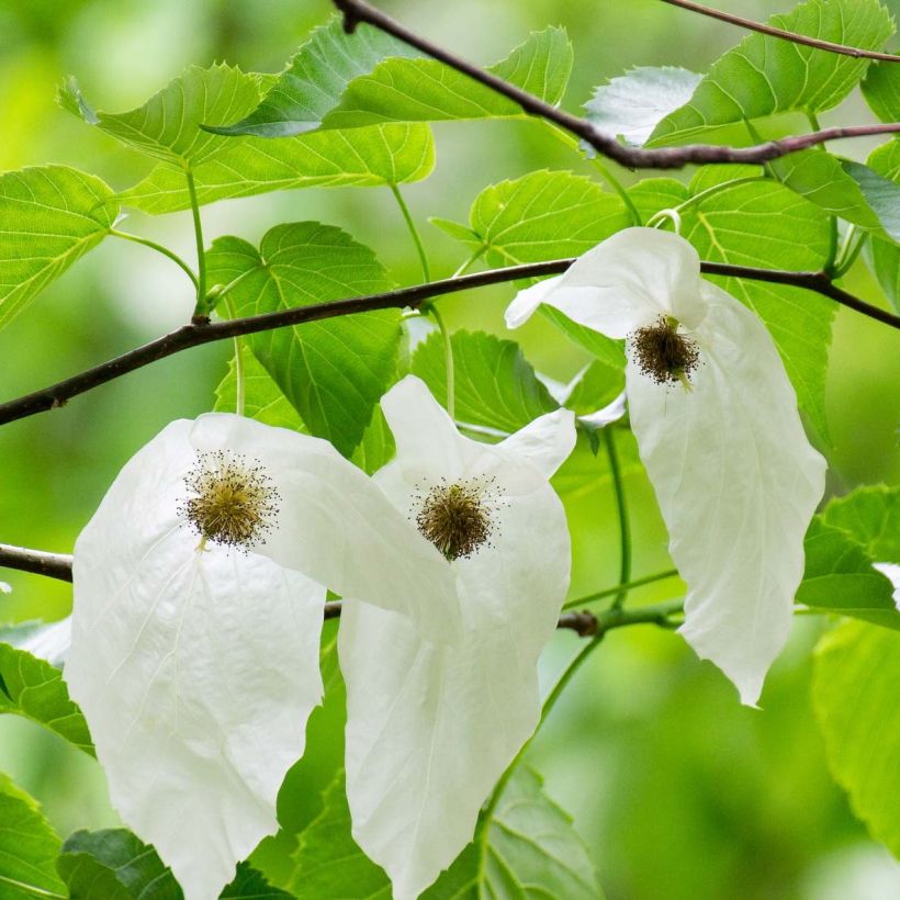 Davidia involucrata - Dove Tree (Flowering)