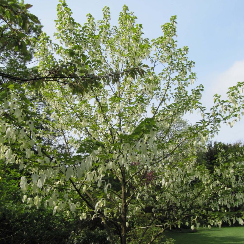 Davidia involucrata - Dove Tree (Plant habit)