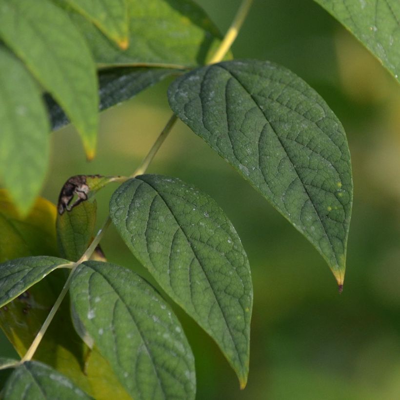 Decaisnea fargesii - Blue sausage fruit (Foliage)