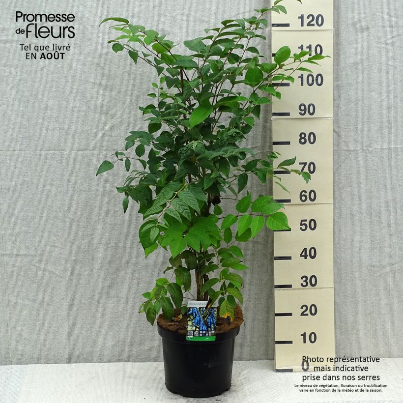Decaisnea fargesii - Blue sausage fruit 7.5L/10L pot sample as delivered in summer