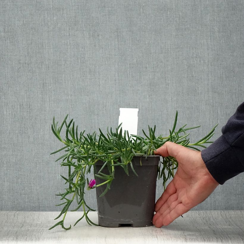 Delosperma cooperi 2L/3L pot sample as delivered in summer